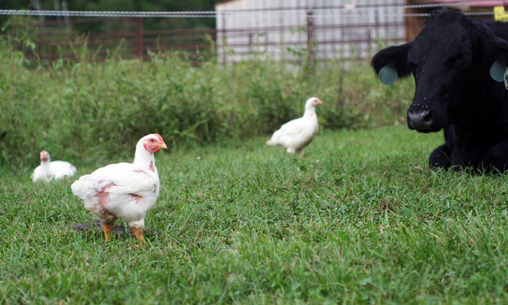 broiler chicken with cow