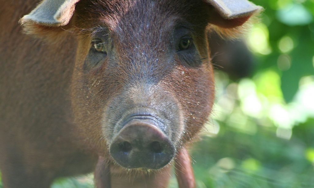 red wattle piglet