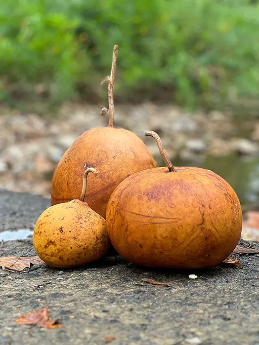 three gourd arrangement outdoors