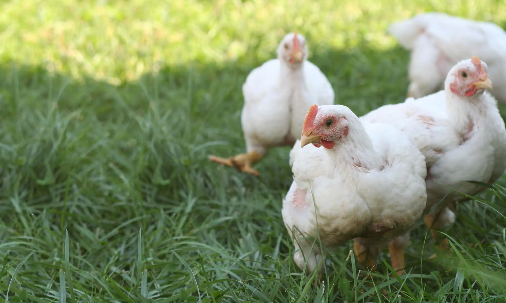 Cornish cross chickens
