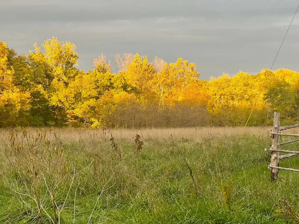 pasture scene at dusk