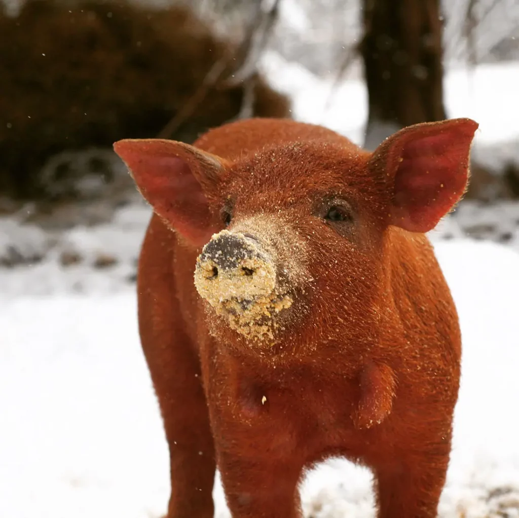 piglet in snow