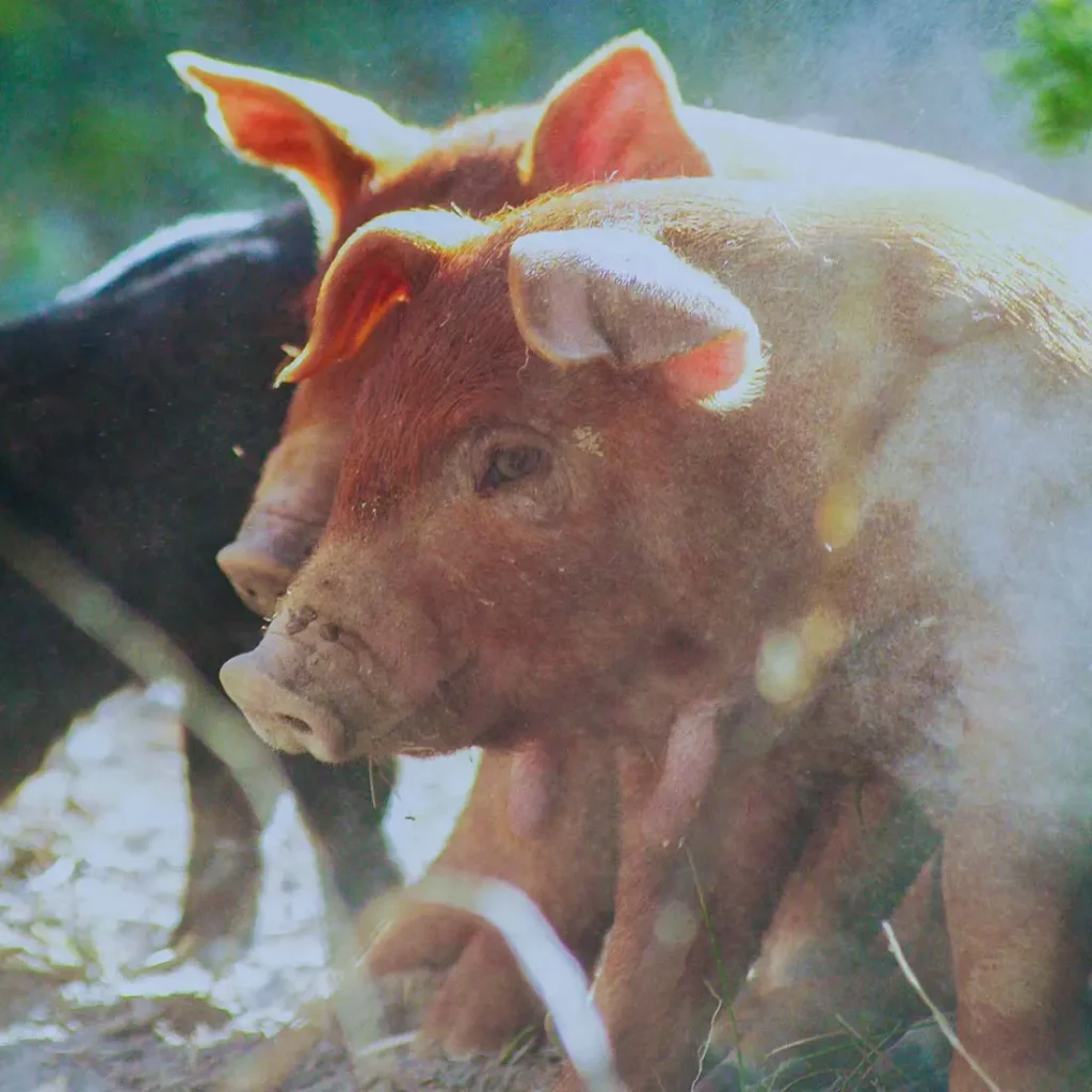 dusty red wattle piglet