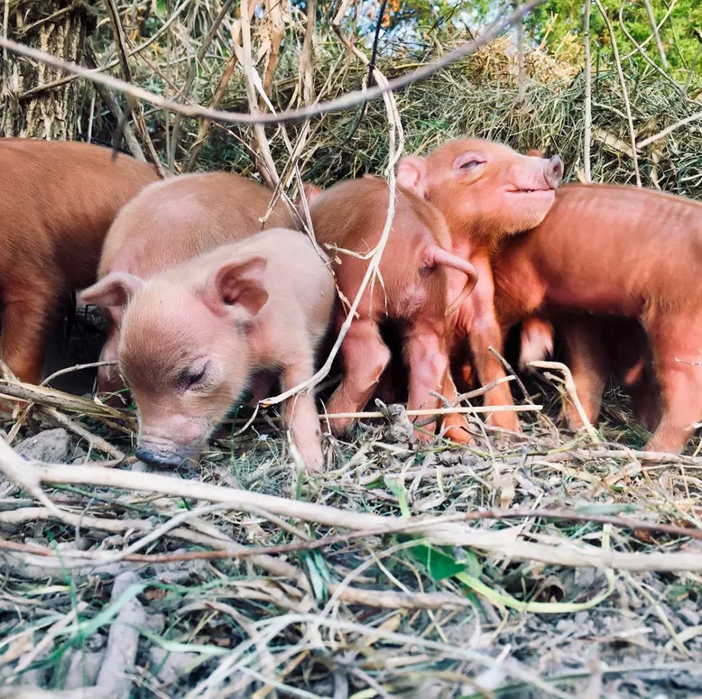 litter of red wattle piglets