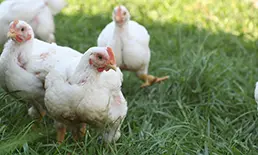 Cornish cross broiler chickens